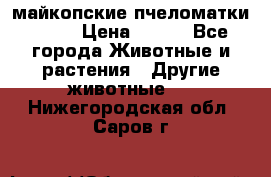  майкопские пчеломатки F-1  › Цена ­ 800 - Все города Животные и растения » Другие животные   . Нижегородская обл.,Саров г.